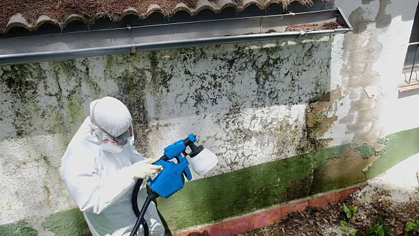 Top rated local Mold Remediation specialists in Ferndale, PA